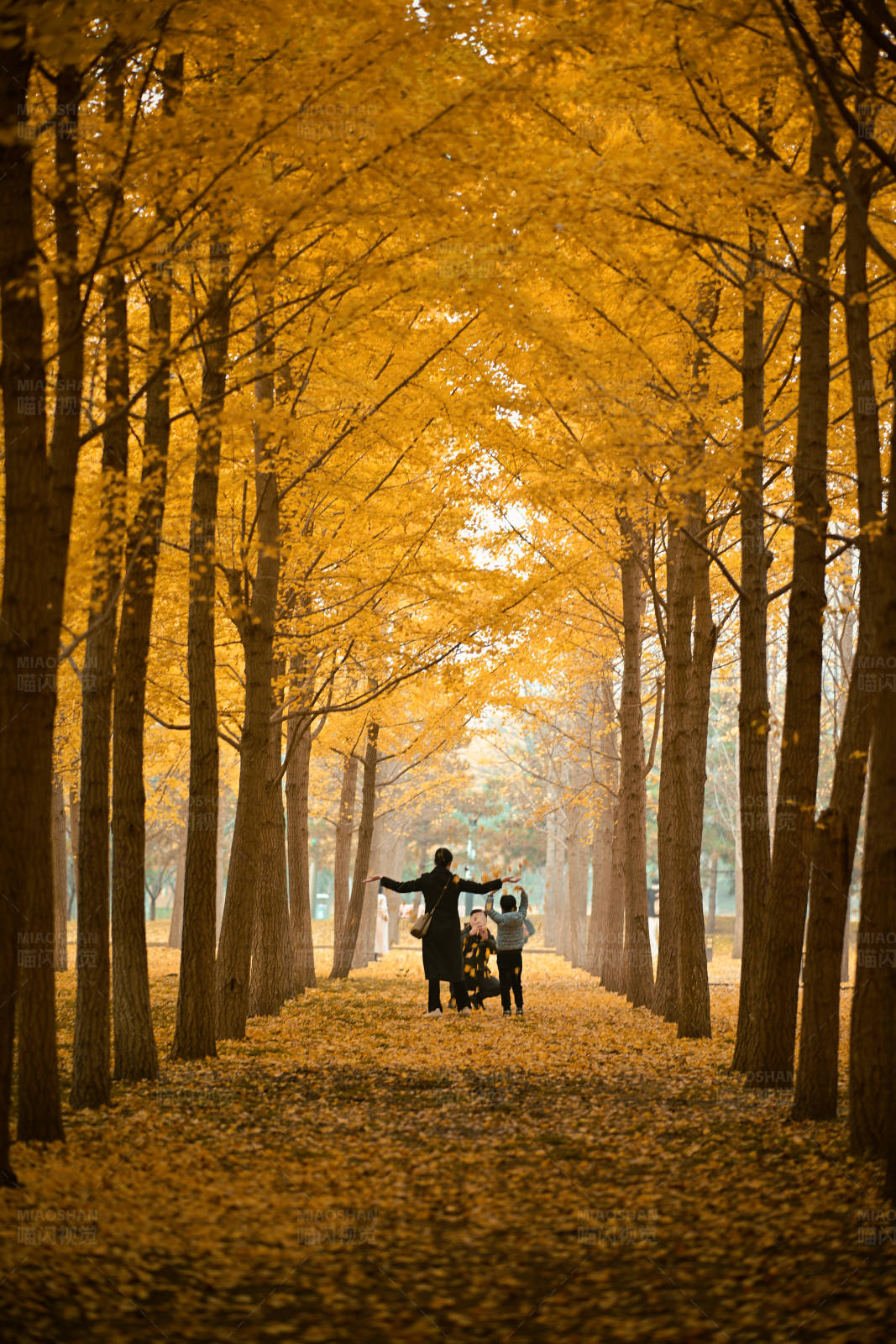 秋日林荫下的亲子时光图片