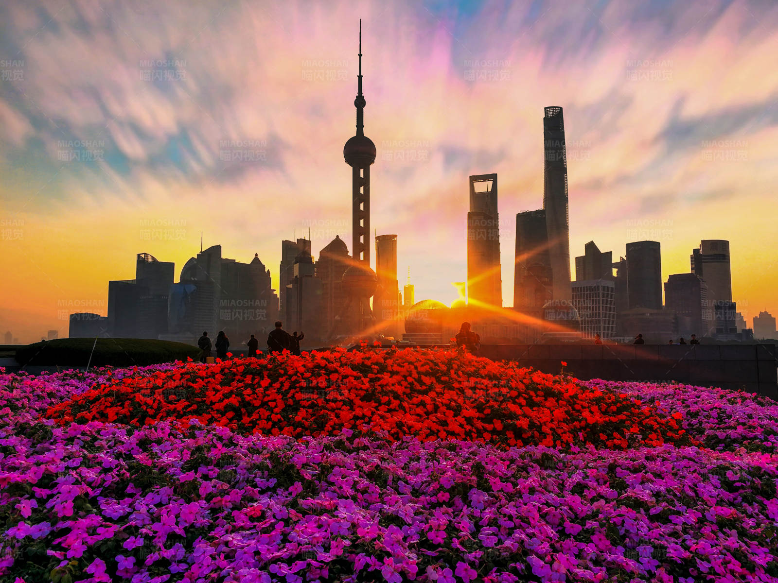 上海日出花海图片