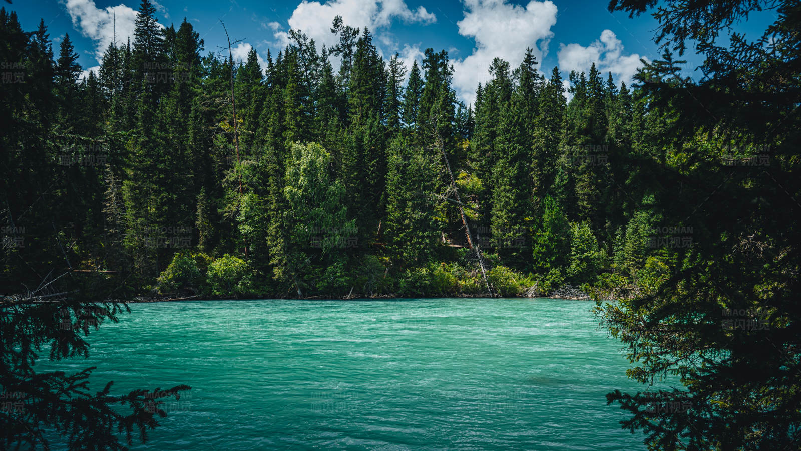 碧水森林图片