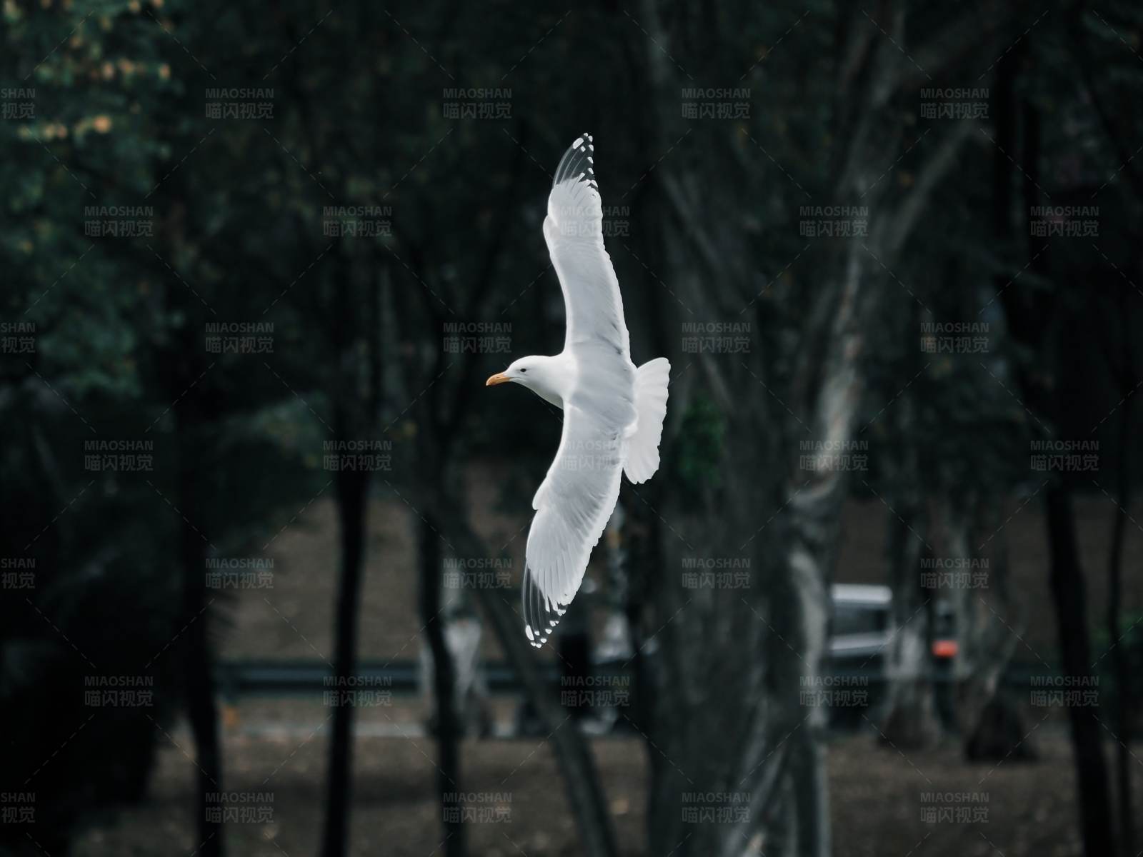 飞翔的海鸥图片