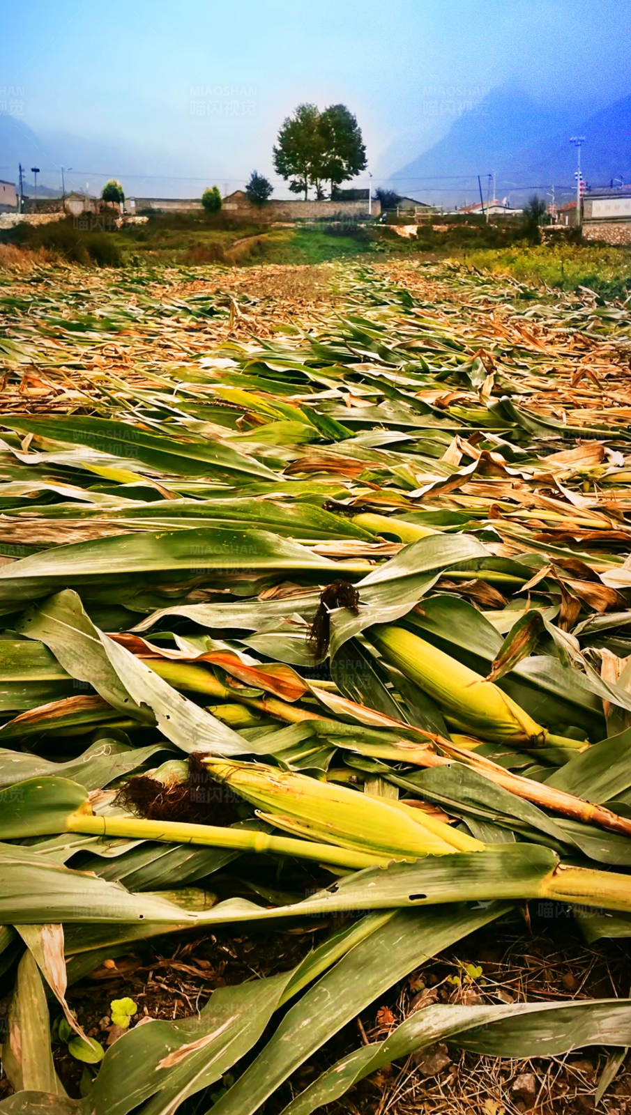 丰收的玉米田图片