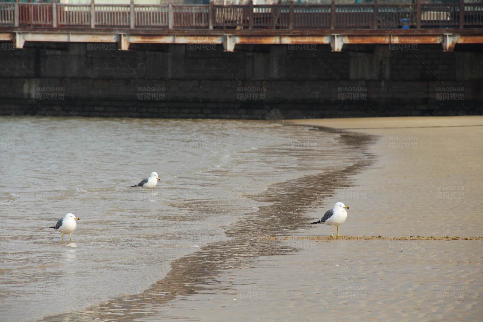 海滩上的三只海鸥图片