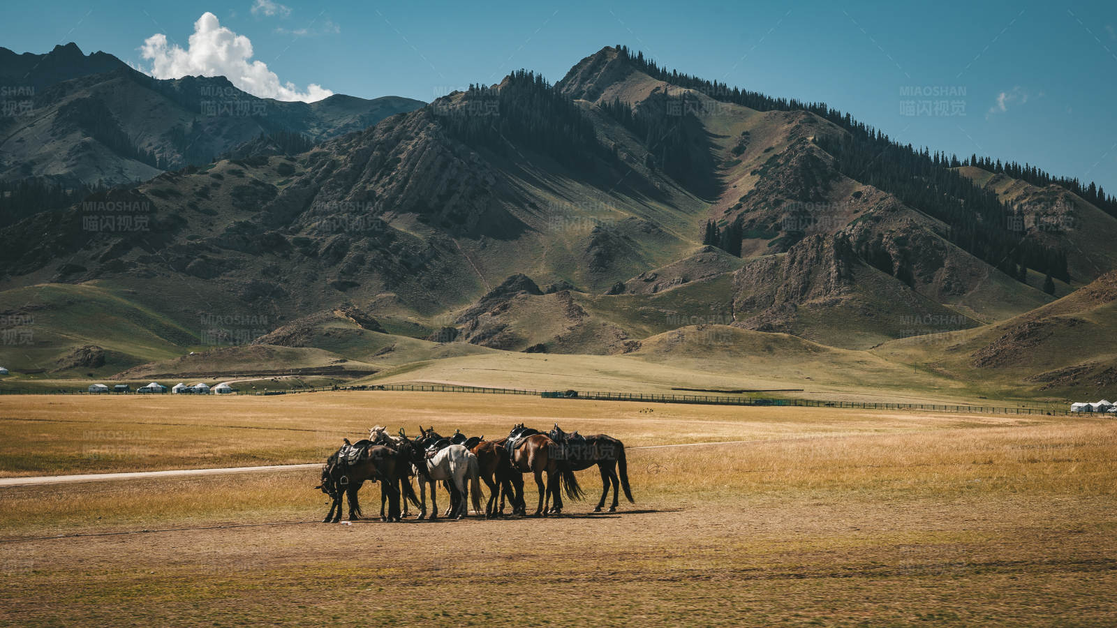 草原上的马群图片