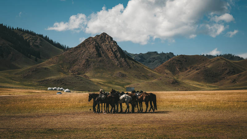 草原骏马群图片