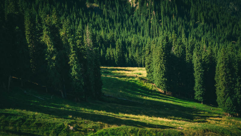 阳光洒满的森林草地图片