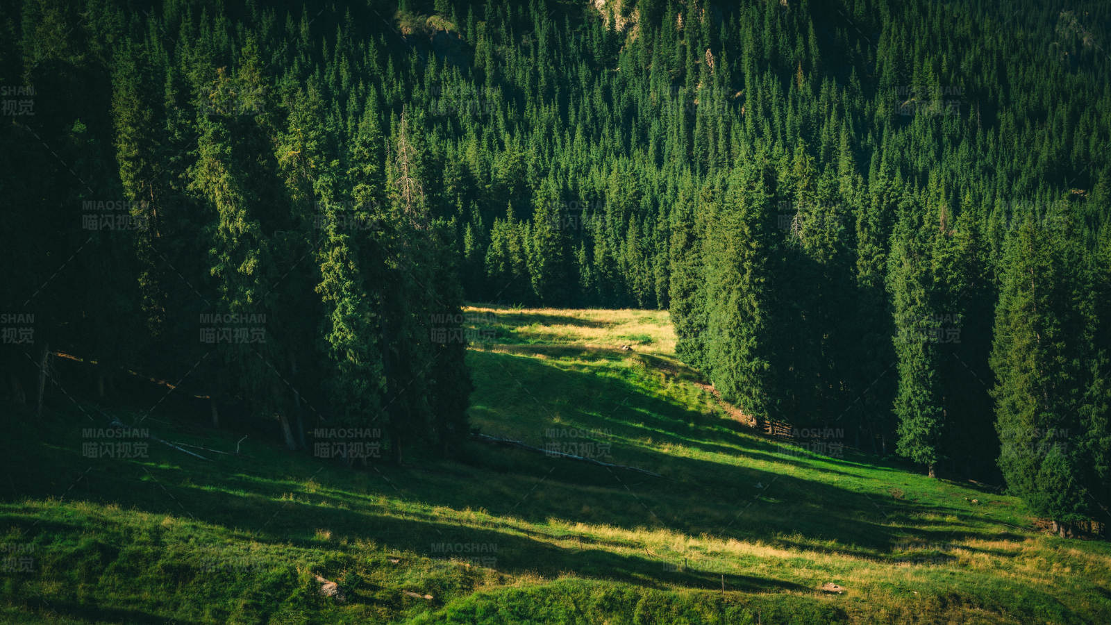 阳光洒满的森林草地图片