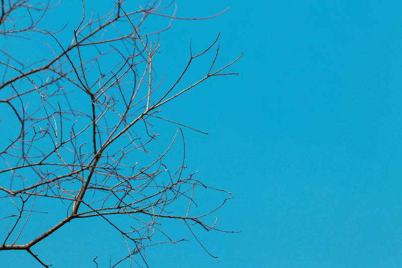 冬日枝头映蓝天图片