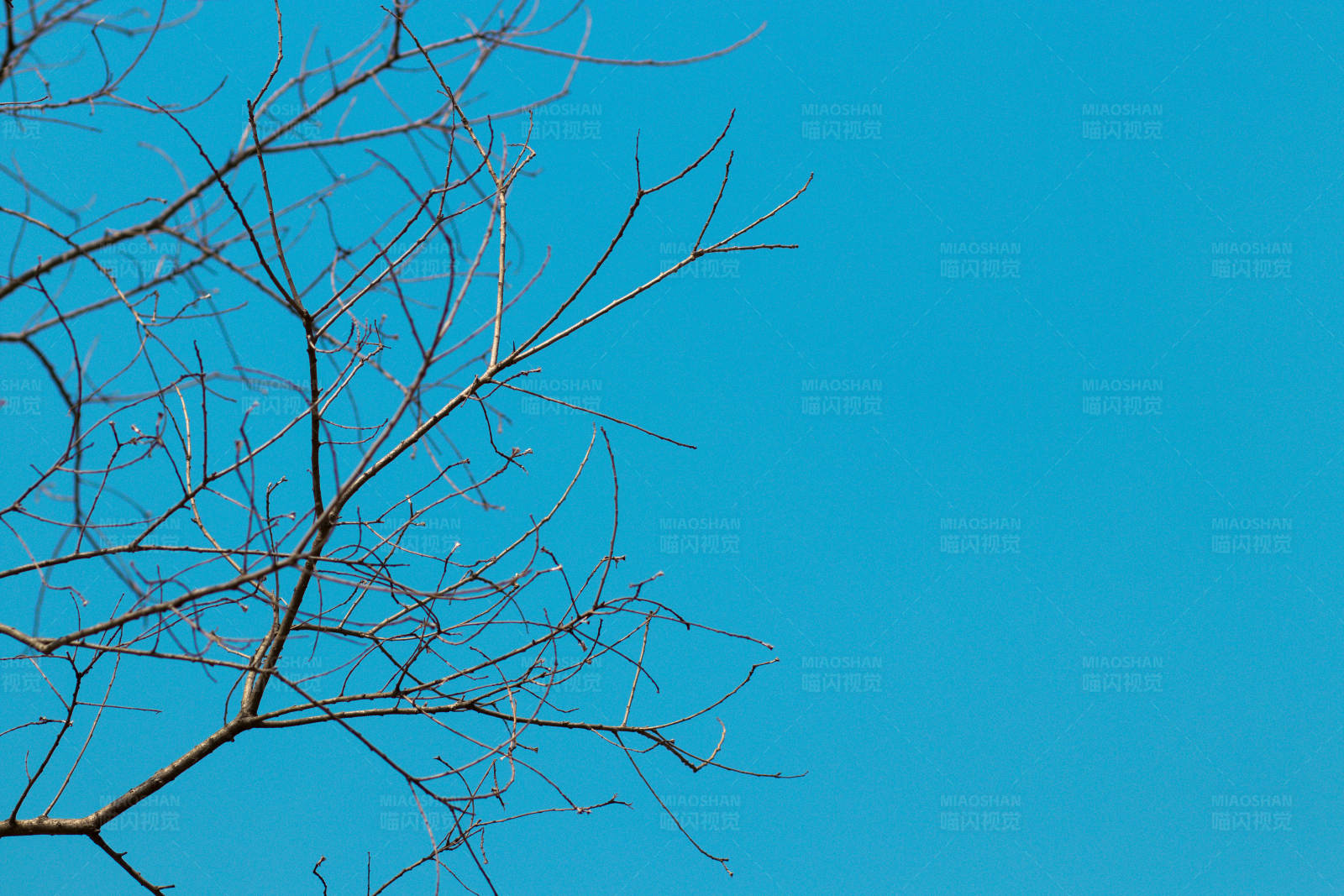 冬日枝头映蓝天图片