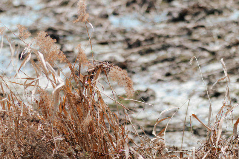 枯草与冰湖图片