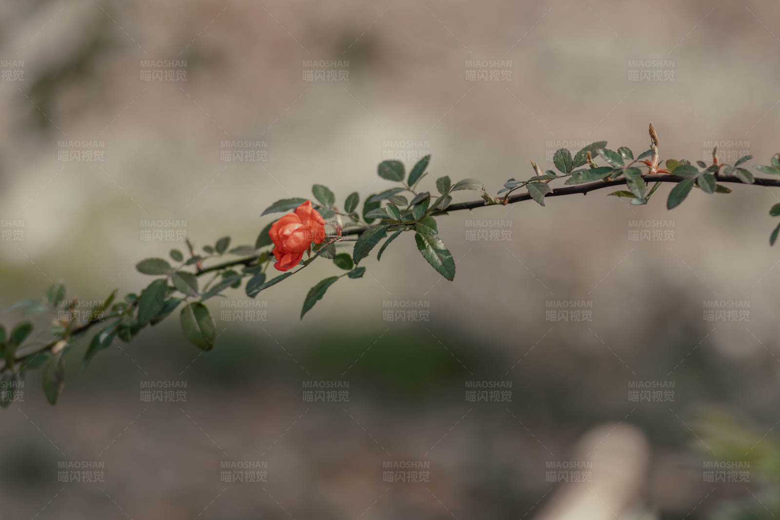 红花绿叶 自然之美图片