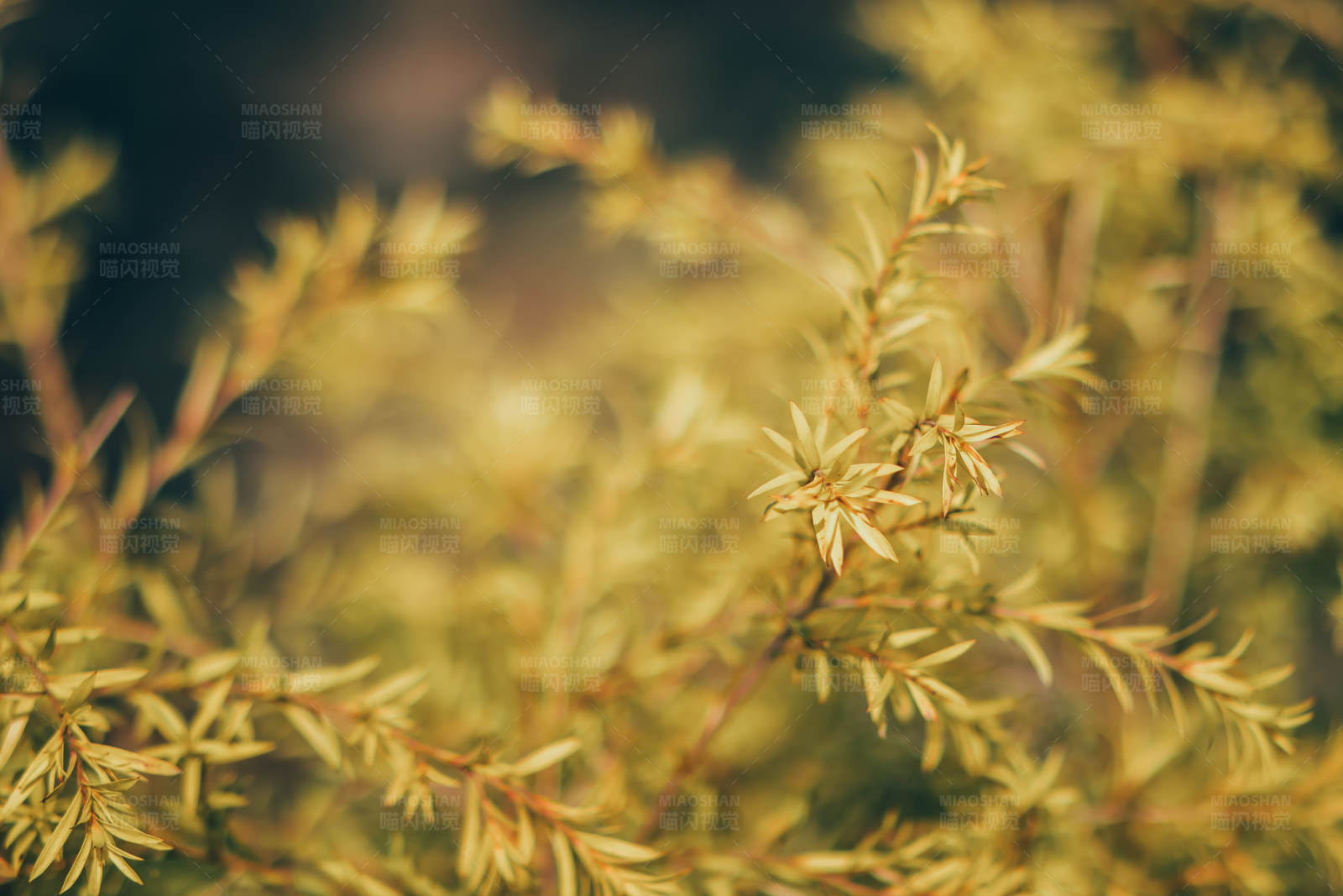 金叶植物特写图片