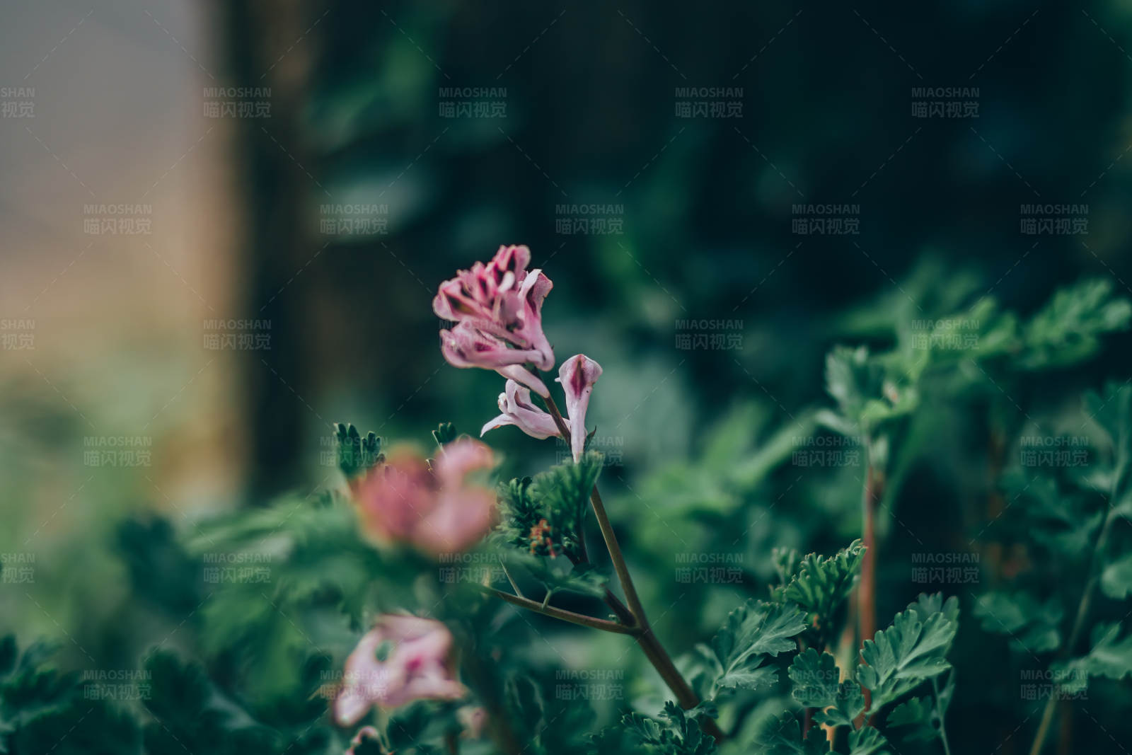 粉色花朵与绿叶图片