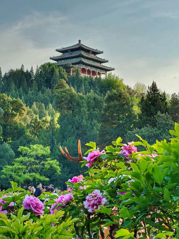 北京景山公园花开时节 古塔映衬图片