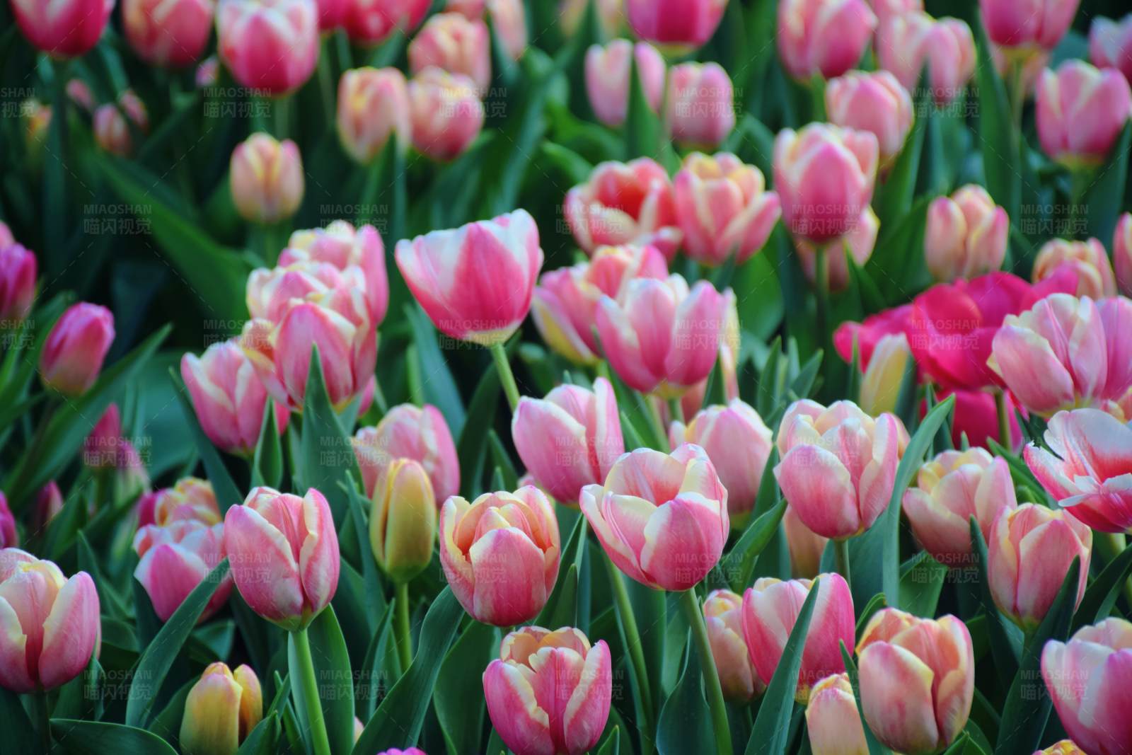 粉色郁金香花海图片