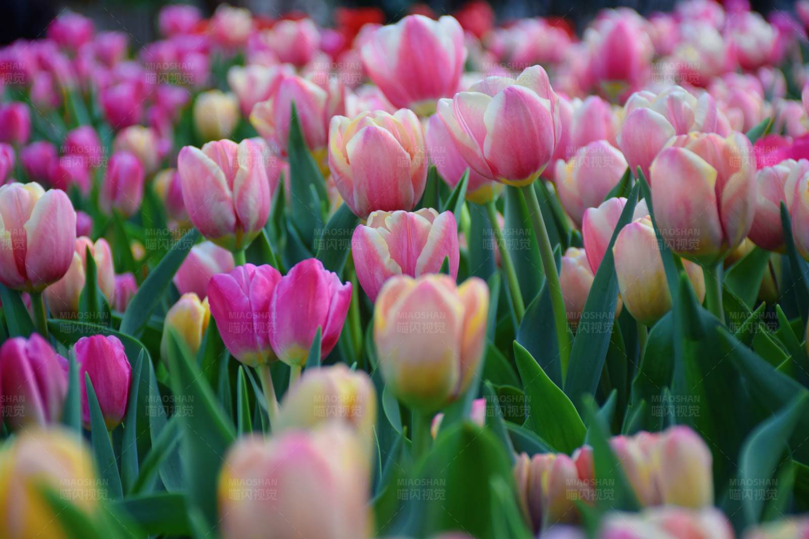 粉色郁金香花海图片