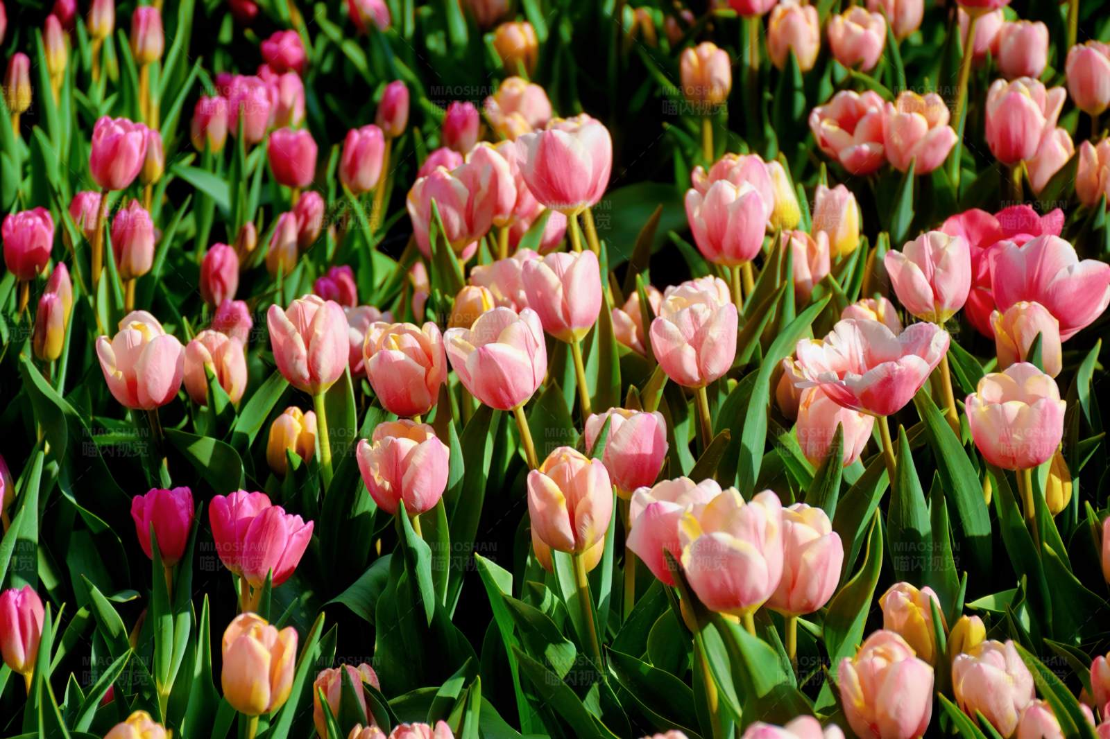 粉色郁金香花海图片