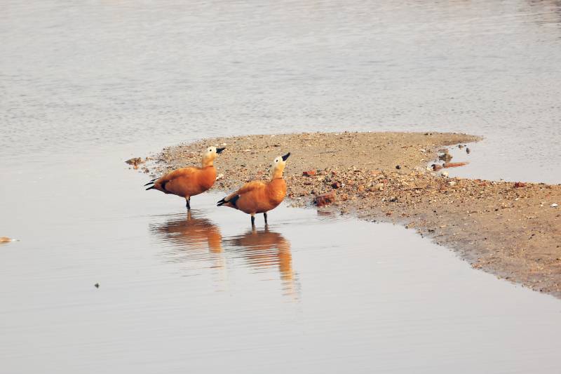 大地回暖 赤麻鸭回来了 北戴河湿地图片