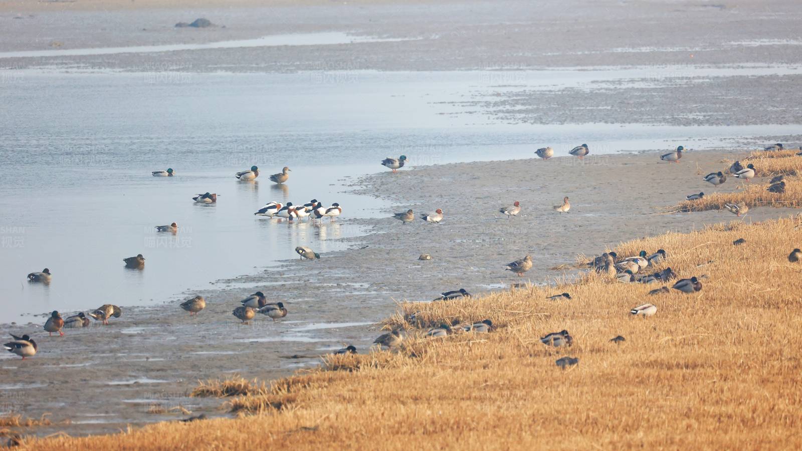 热闹的北戴河湿地 春江水暖鸭先知图片