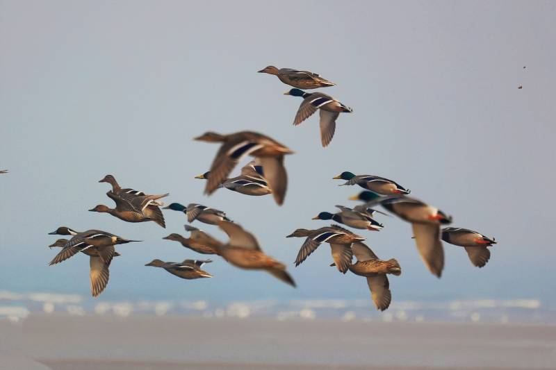 海边湿地群鸭起舞 针尾鸭领航 北戴河湿地图片