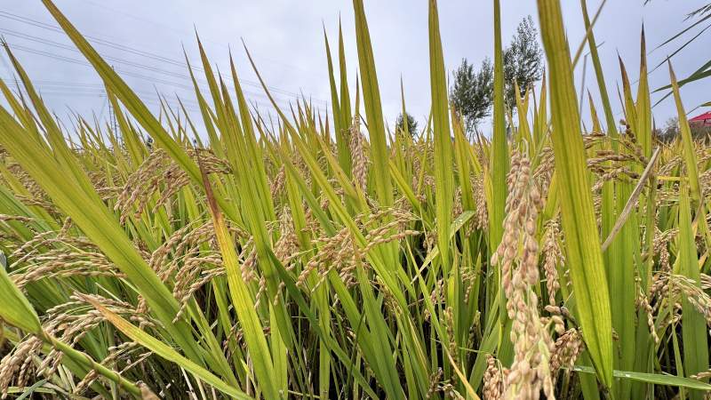 金黄稻田丰收季图片