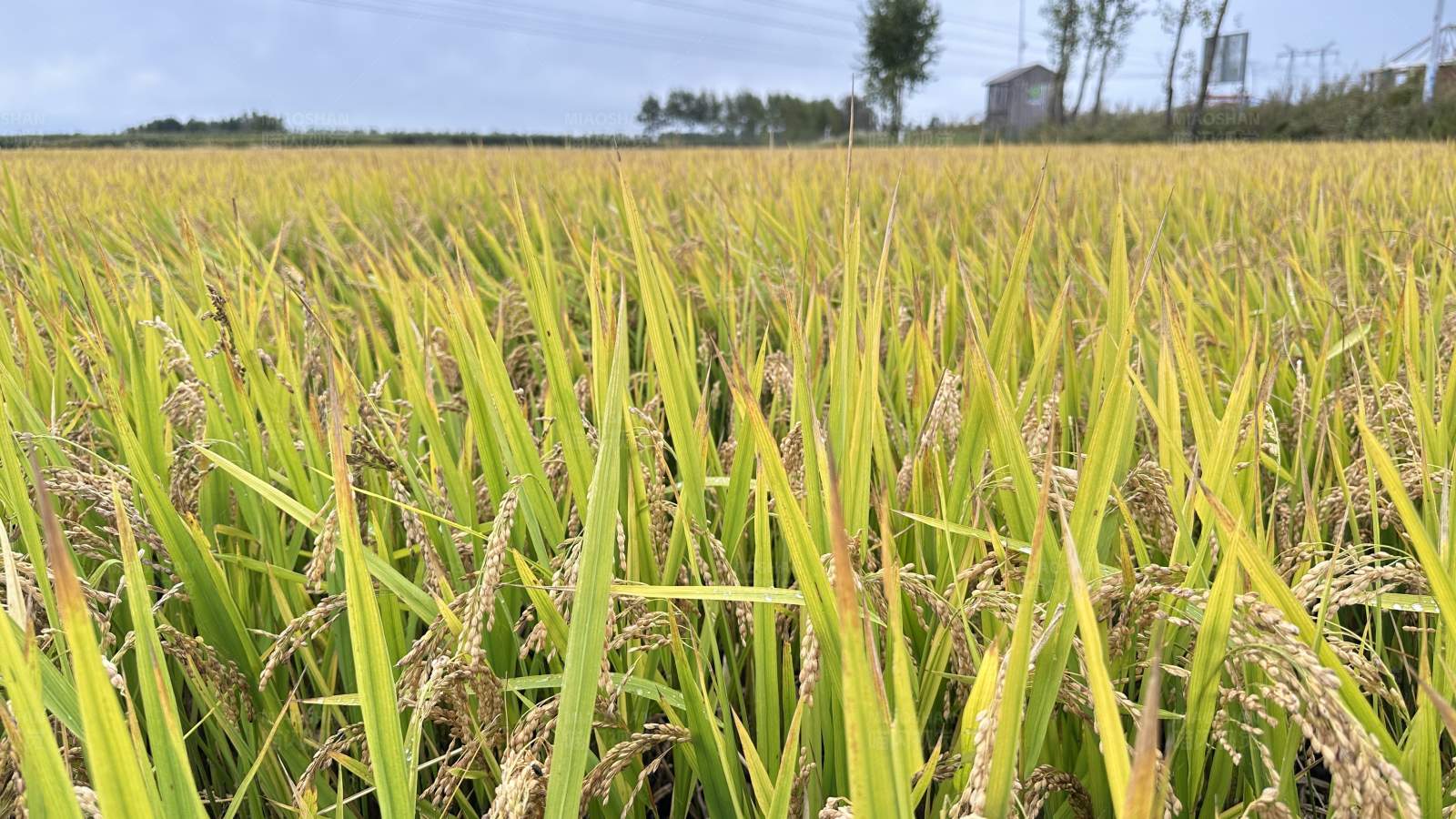 金黄稻田丰收景图片