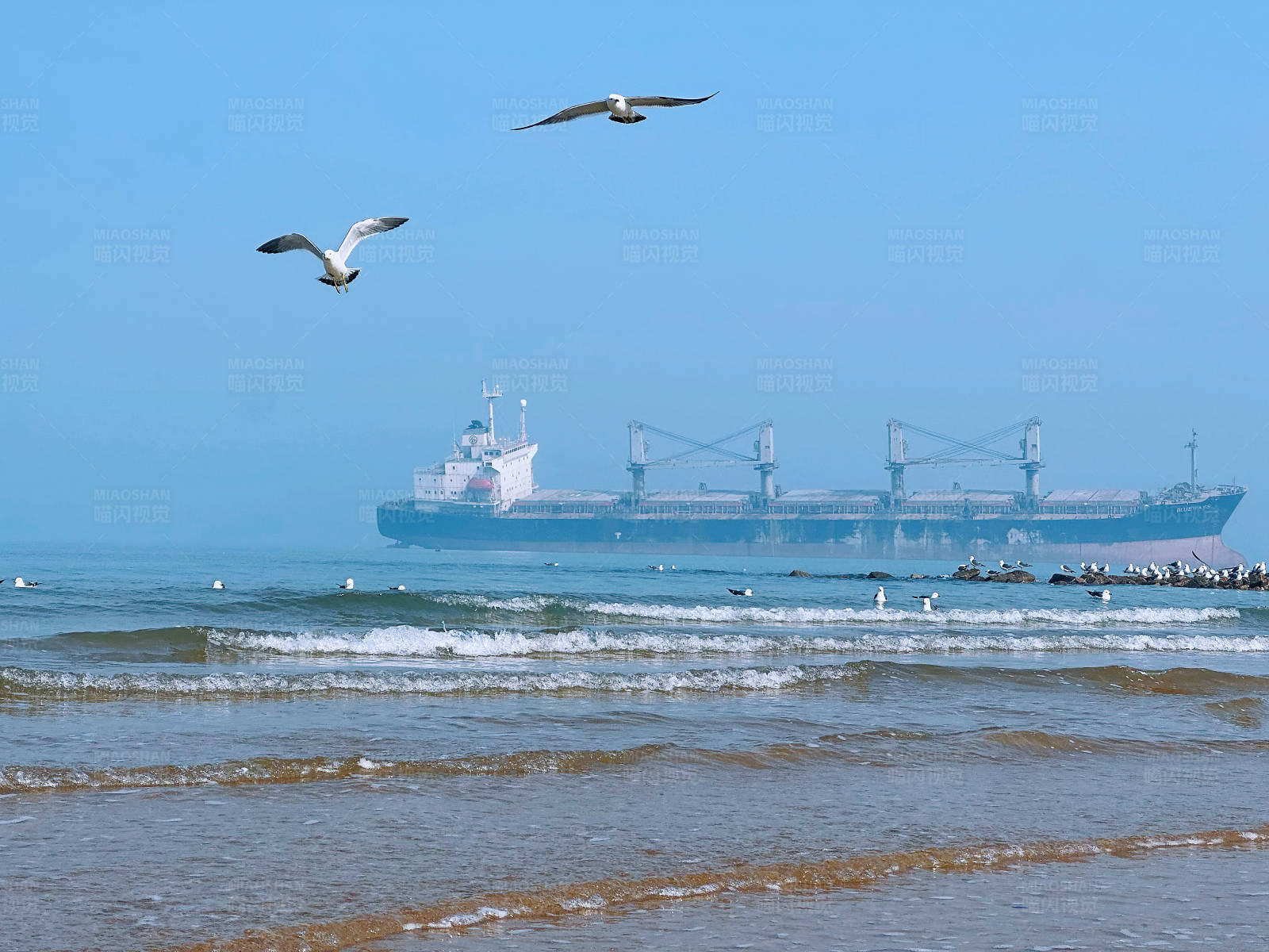 海鸥与货轮图片