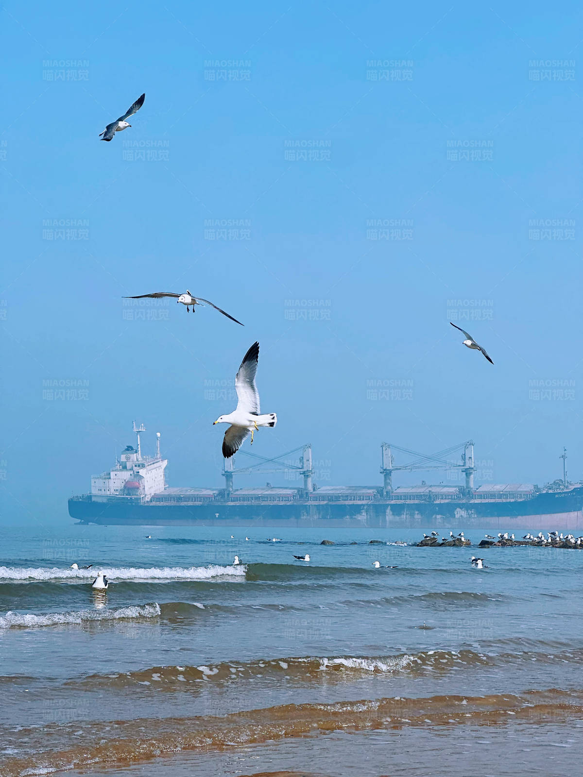 海鸥与货轮图片