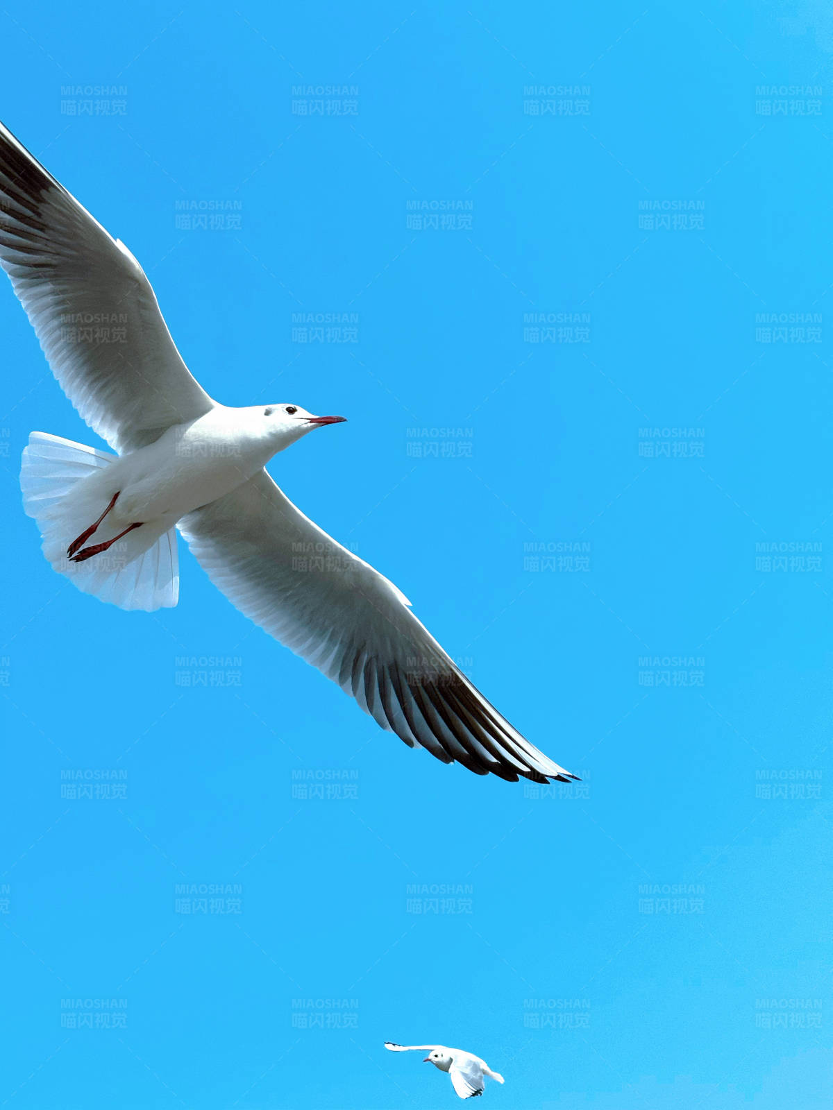 翱翔蓝天的海鸥图片