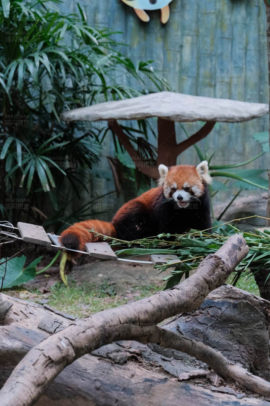 小熊猫的悠闲时光图片