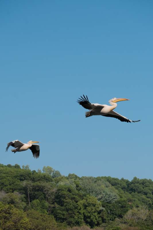 鹈鹕翱翔在蓝天之上图片