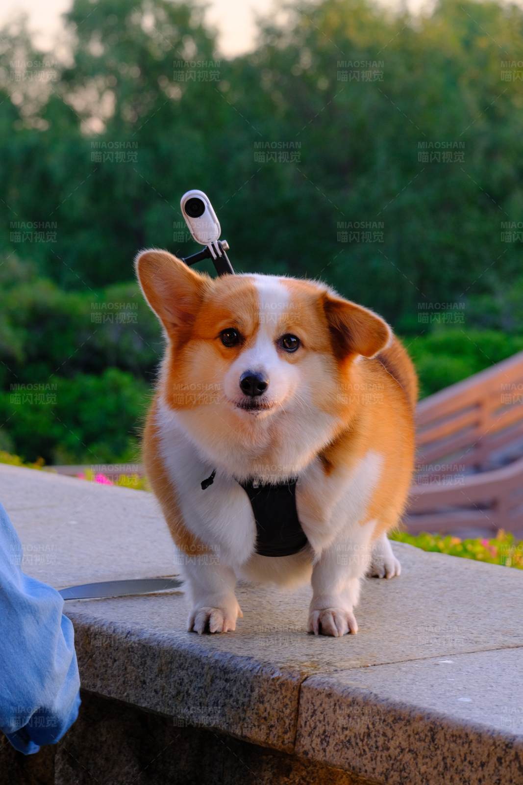 可爱柯基犬图片