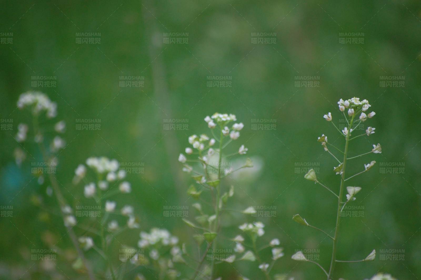 小白花的宁静之美图片