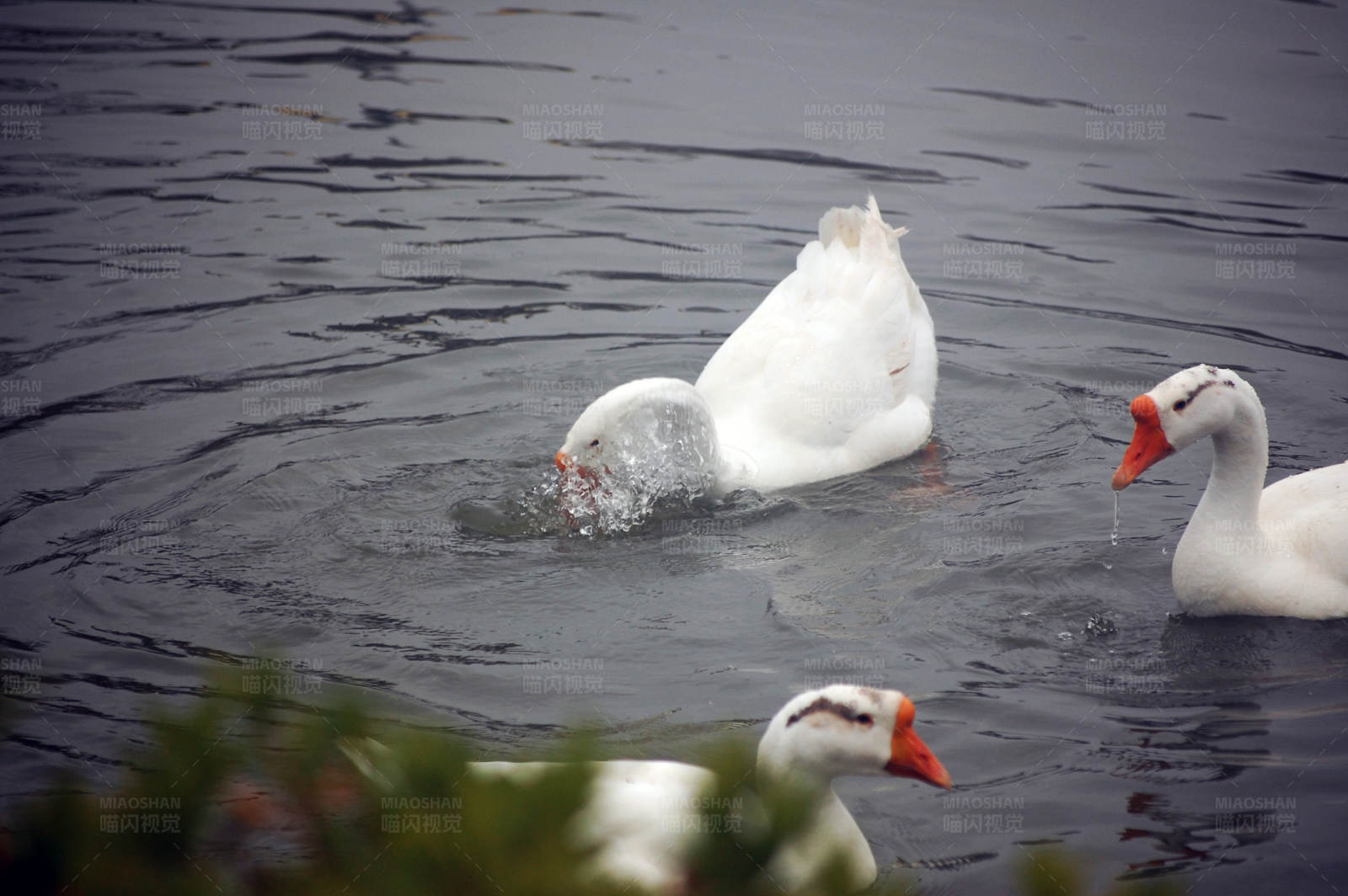 鹅群戏水图图片