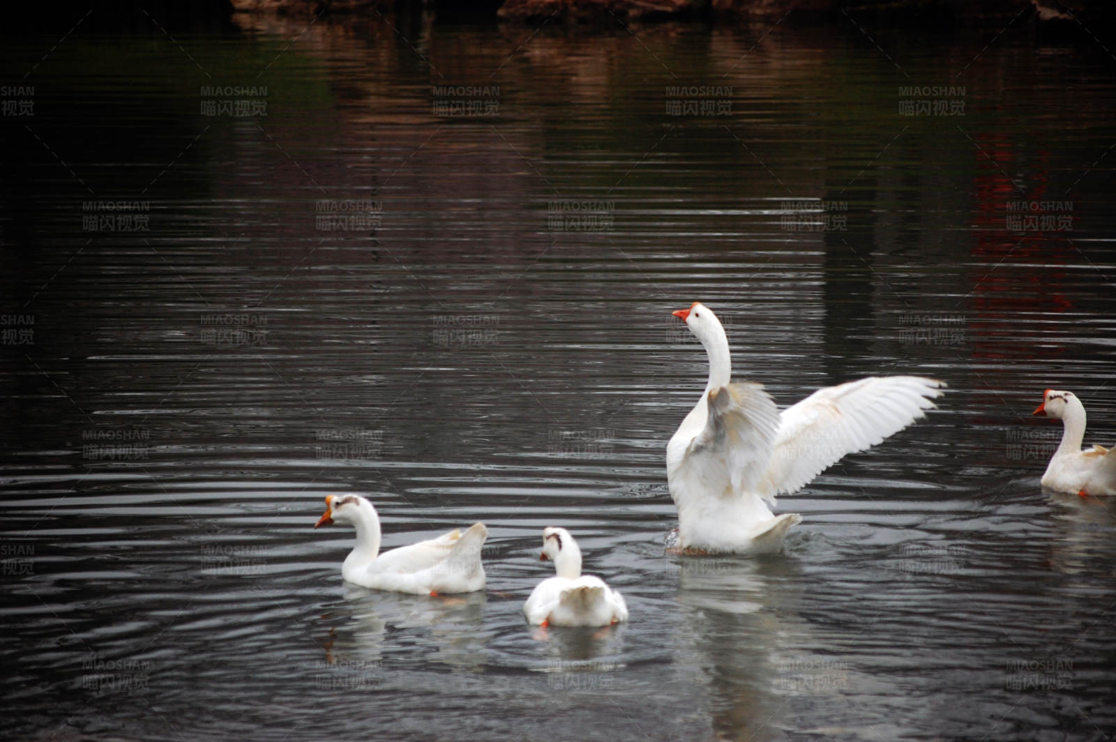 湖中展翅的白鹅图片