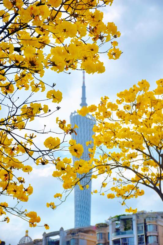 黄花映衬高楼图片