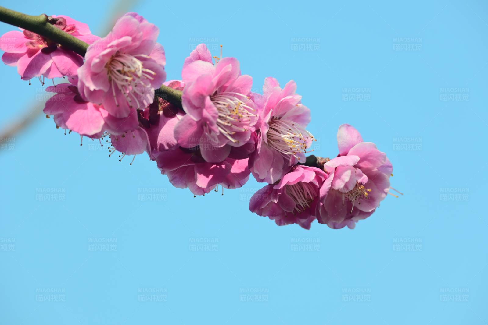 梅花绽放 春意盎然图片