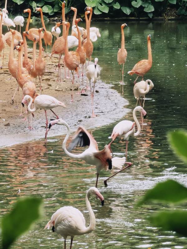 湖畔的火烈鸟群图片