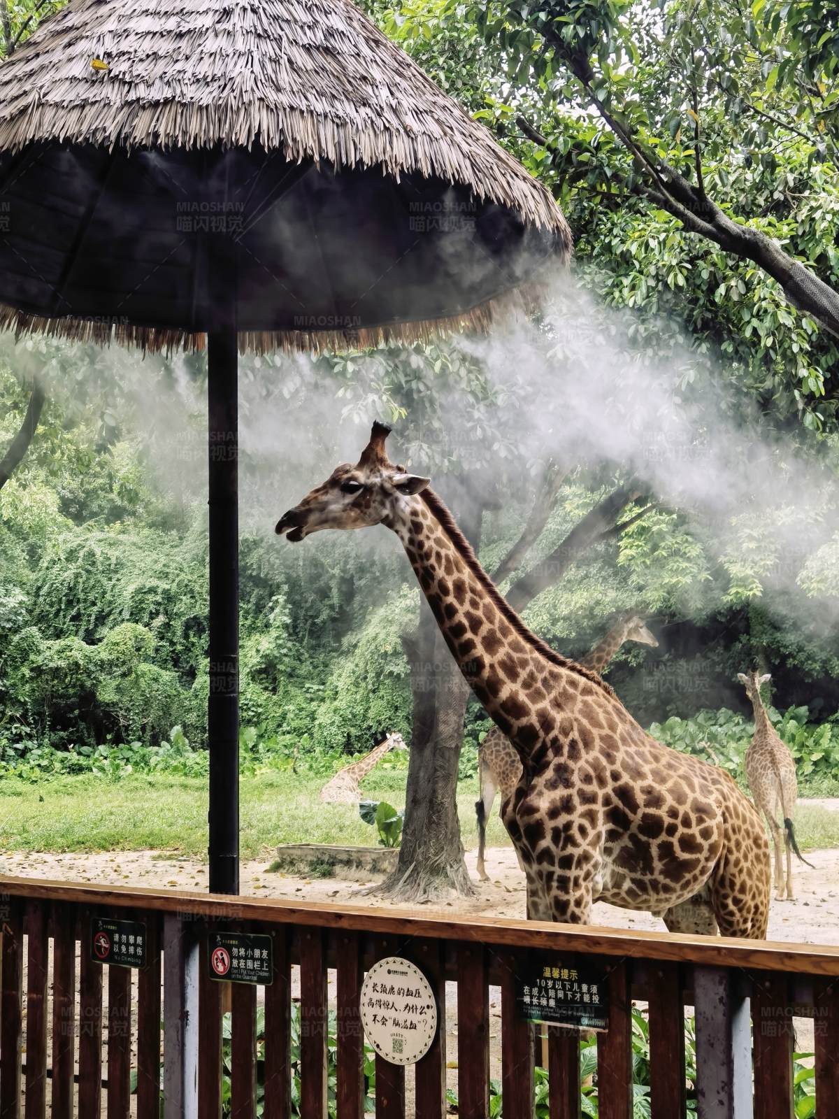 长颈鹿的清凉时刻图片