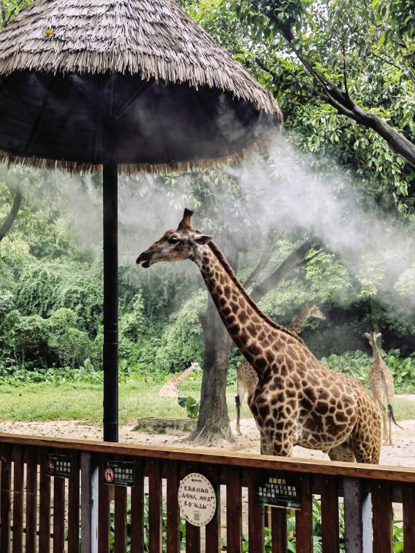 长颈鹿的清凉时刻图片