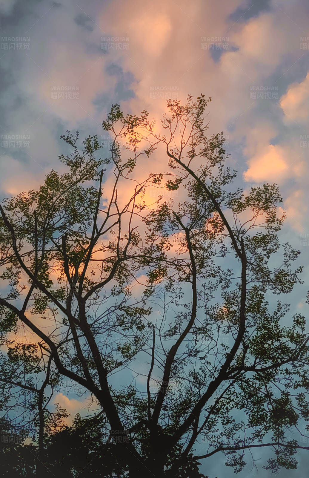 夕阳下的树影图片