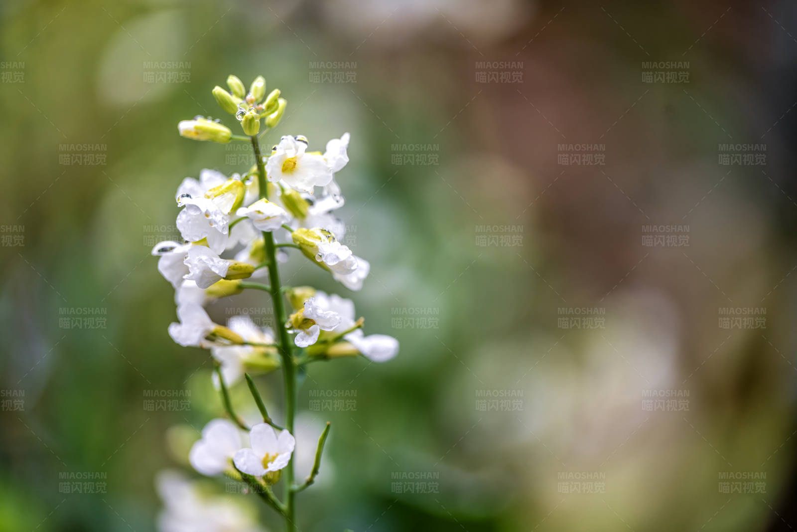 白花绿叶 春意盎然图片