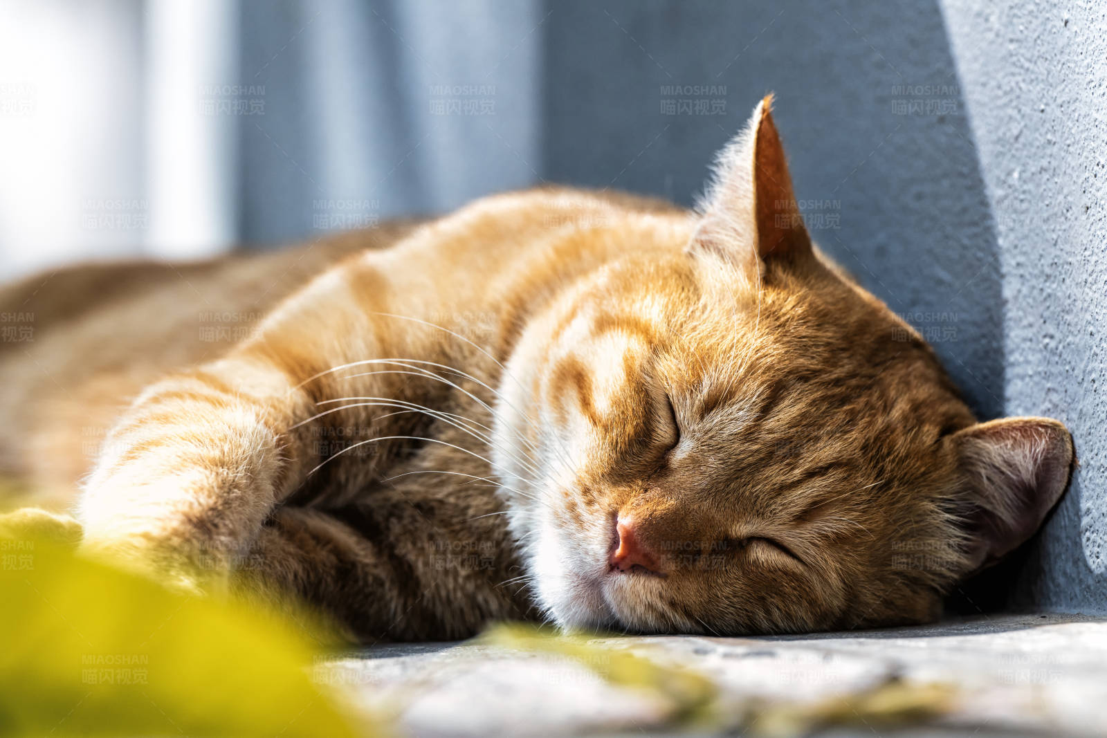 阳光下的安眠猫图片