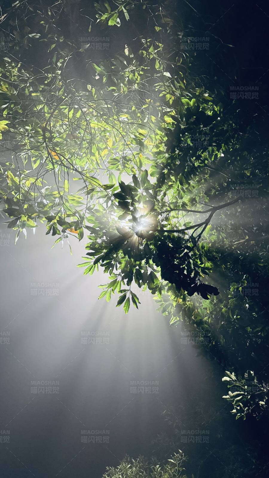 阳光穿透树林图片