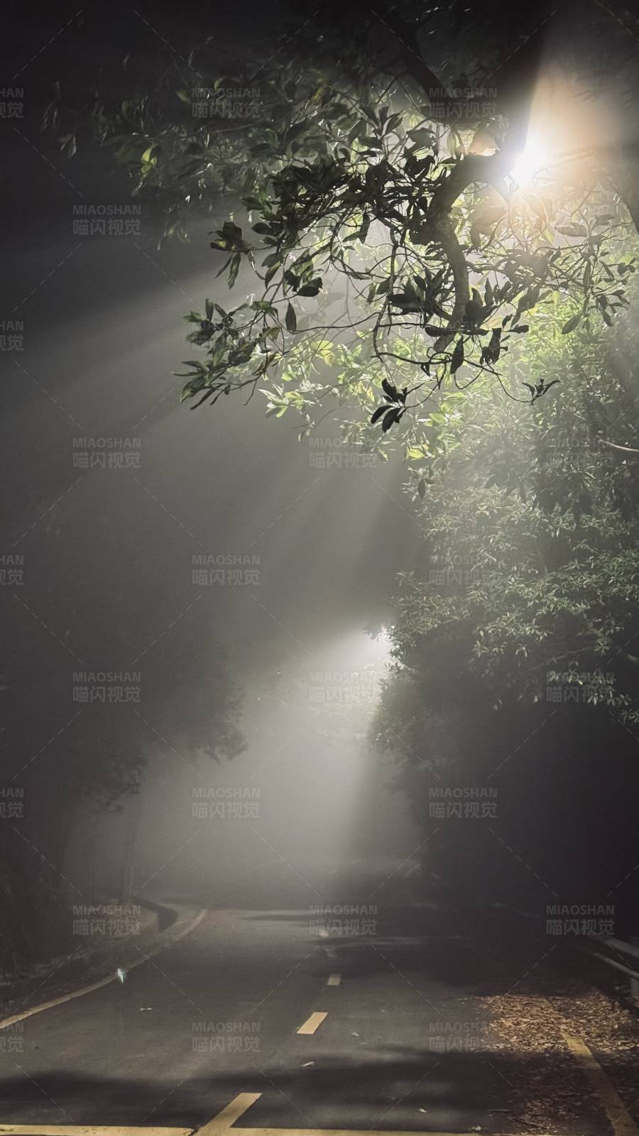 夜雾中的林间小路图片