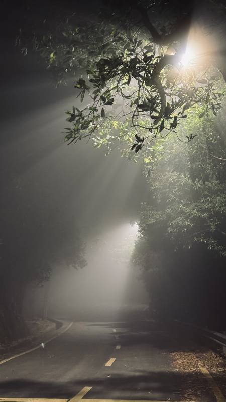 夜雾中的林间小路图片