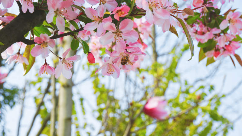 春日花开 蜜蜂采蜜图片