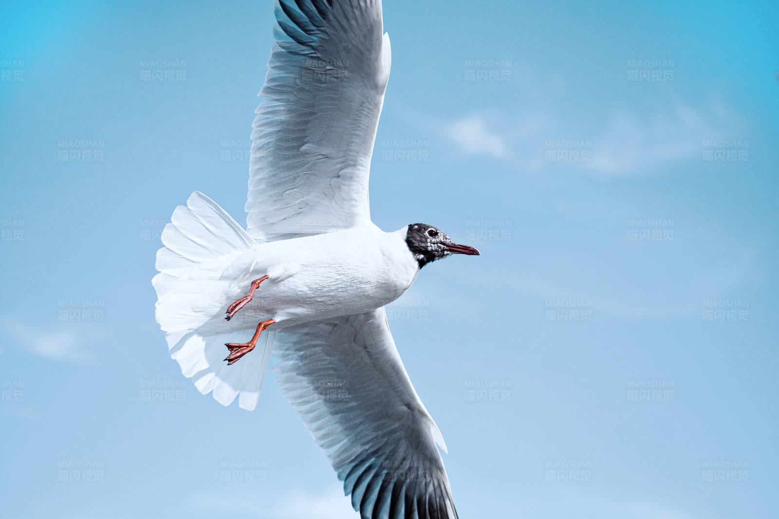 翱翔蓝天的海鸥图片