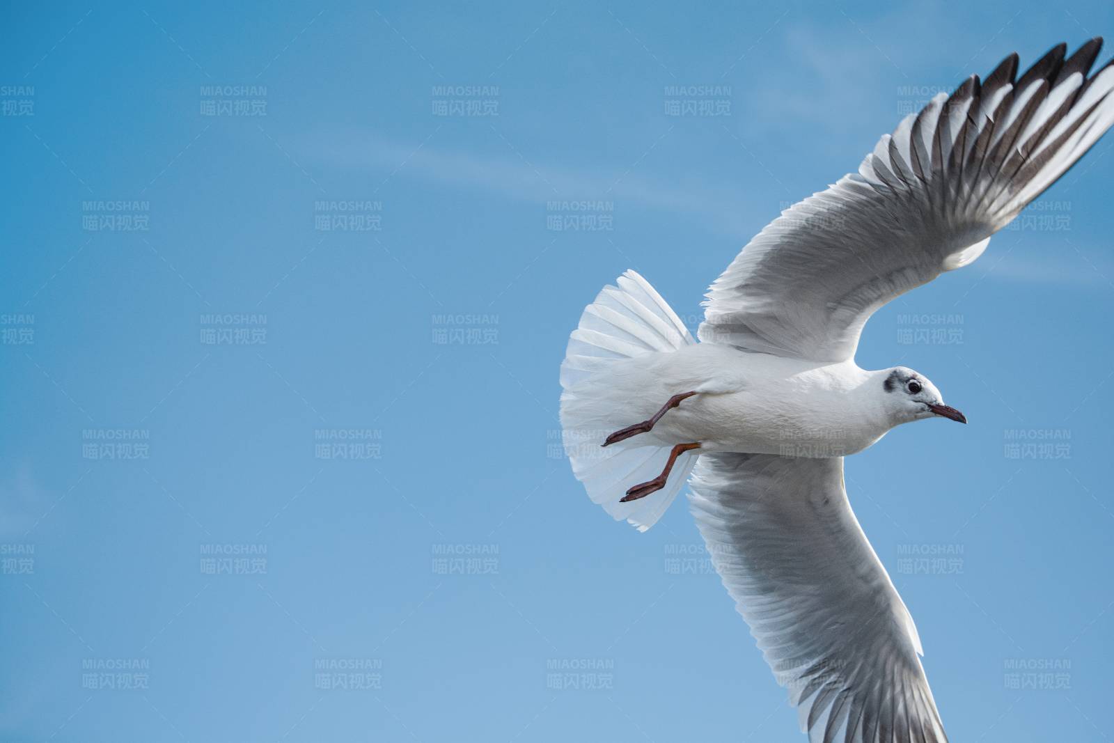 翱翔蓝天的海鸥图片