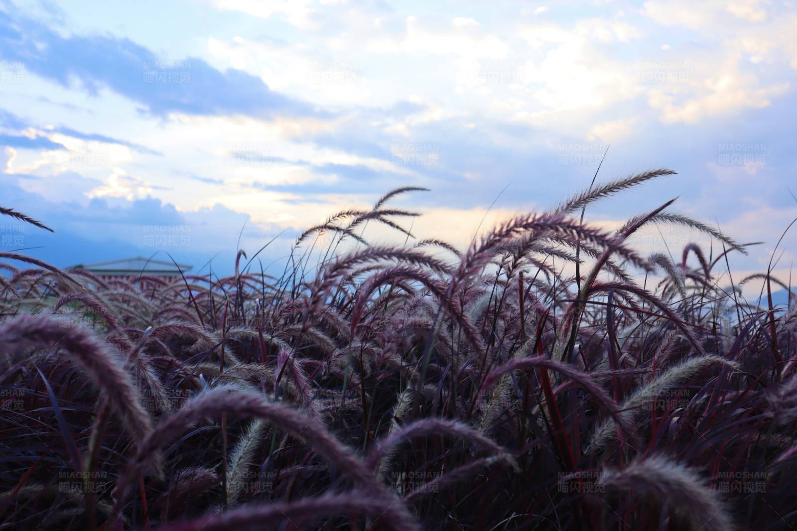 暮色中的紫色麦田图片