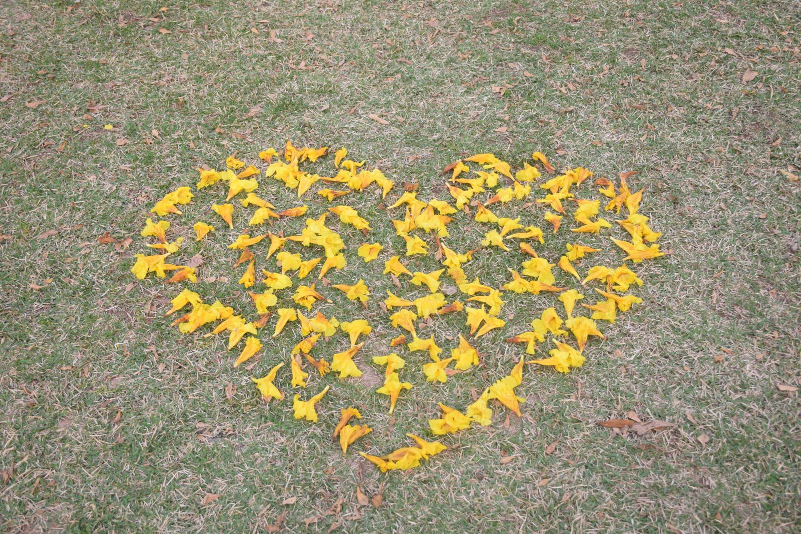 黄花心形图案图片